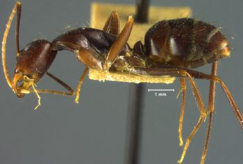 Media type: image; Entomology 21477   Aspect: habitus lateral view
